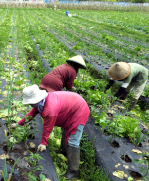 vegetables and fruit artha pangan kencana